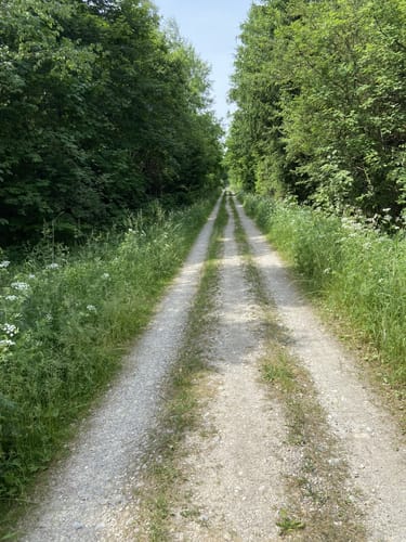 Hügelgräber im Kreuzlinger Forst
