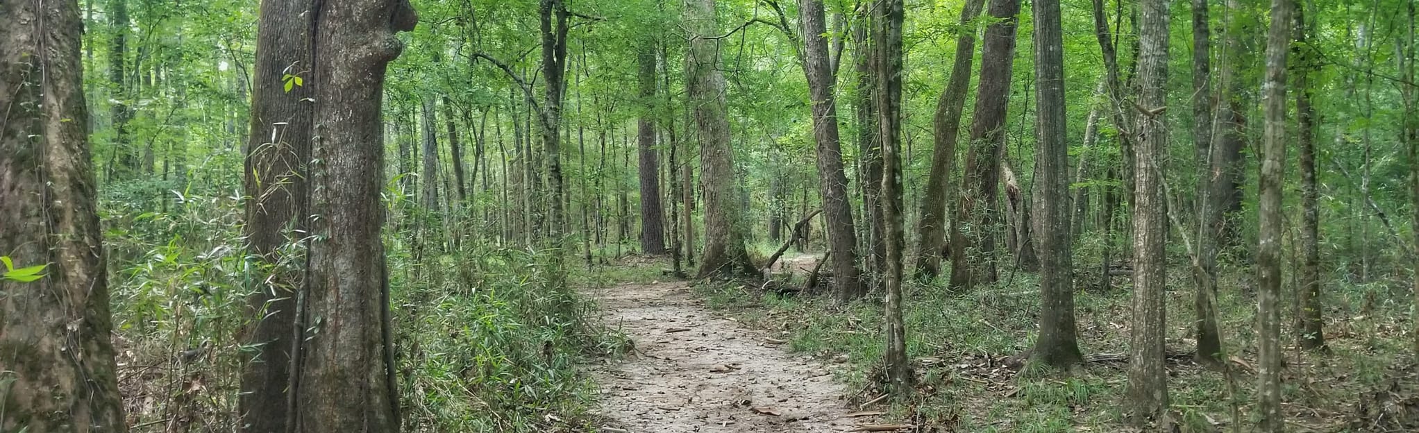 Woodlands Trail, Texas 123 Reviews, Map AllTrails