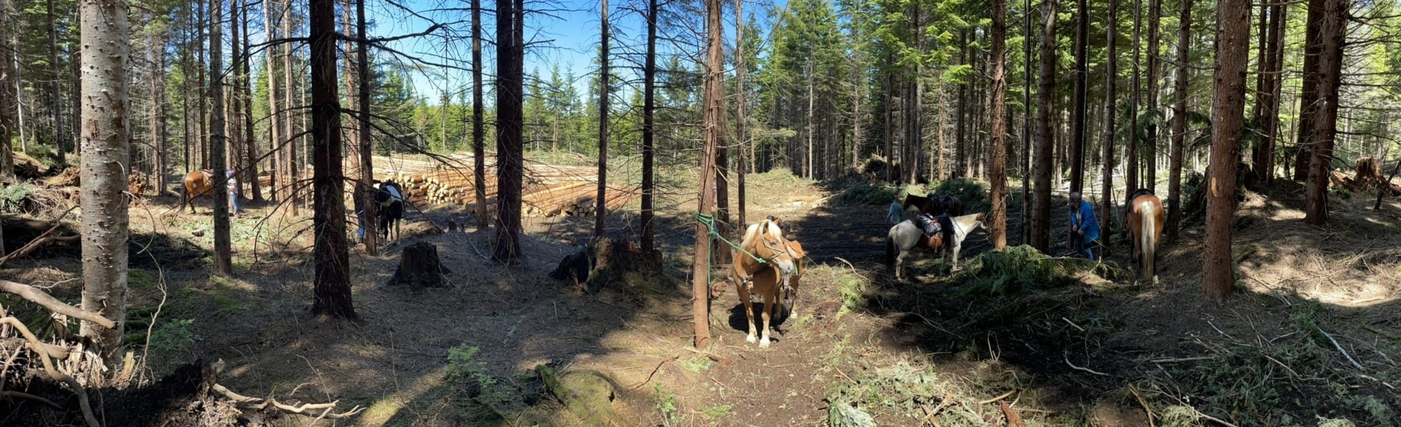 Onion Lake Ski Trails (West Loop), British Columbia, Canada 3 Reviews