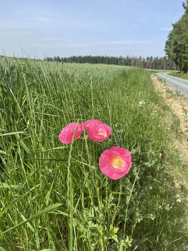 Pöllwitzer Rundweg Süd