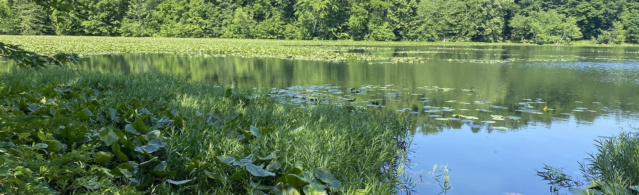 Pennyrile Lake Trail 170 Reviews, Map Kentucky AllTrails