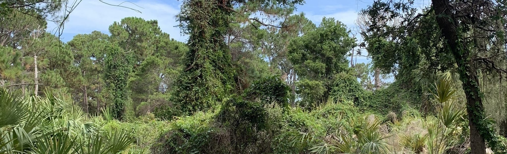 AllTrails Seacrest Scrub Natural Area Loop 19 Reviews, Map Florida