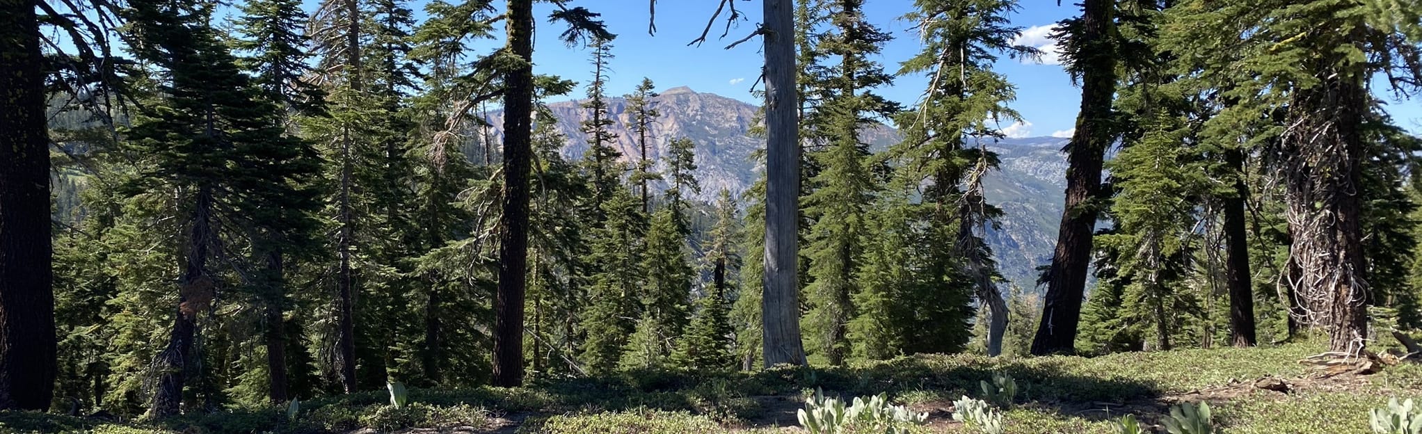 Corral Hollow OHV Trail 117 Reviews, Map California AllTrails