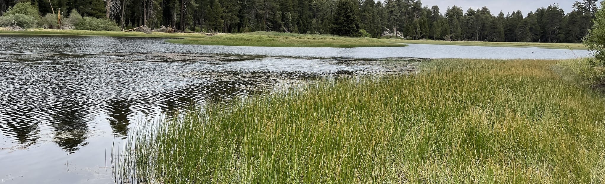 Champion Lodgepole Bluff Mesa Trail, California 130 Reviews, Map