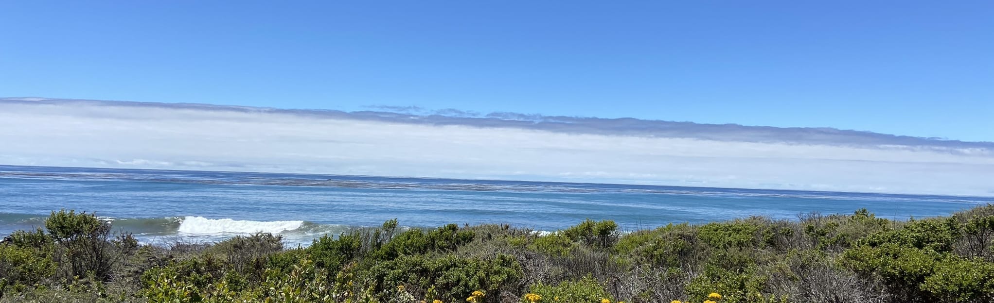 Moonstone Beach Trail 294 Reviews, Map California AllTrails