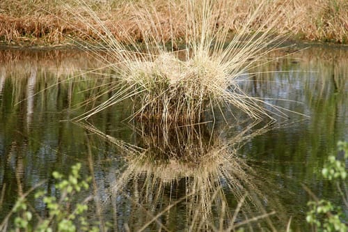 Bohlenweg am Ewigen Meer