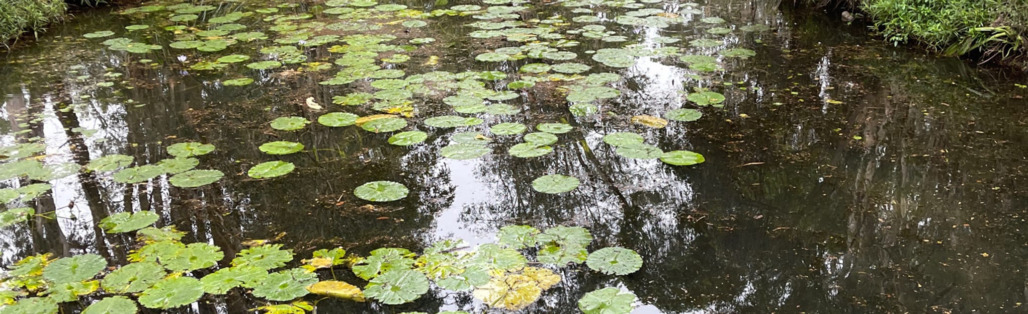 Edenbrooke Park Queensland, Australia AllTrails