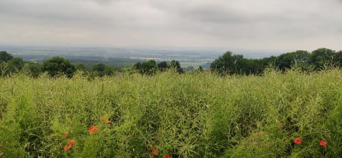 Bad Salzuflen - Hollenstein Rundweg