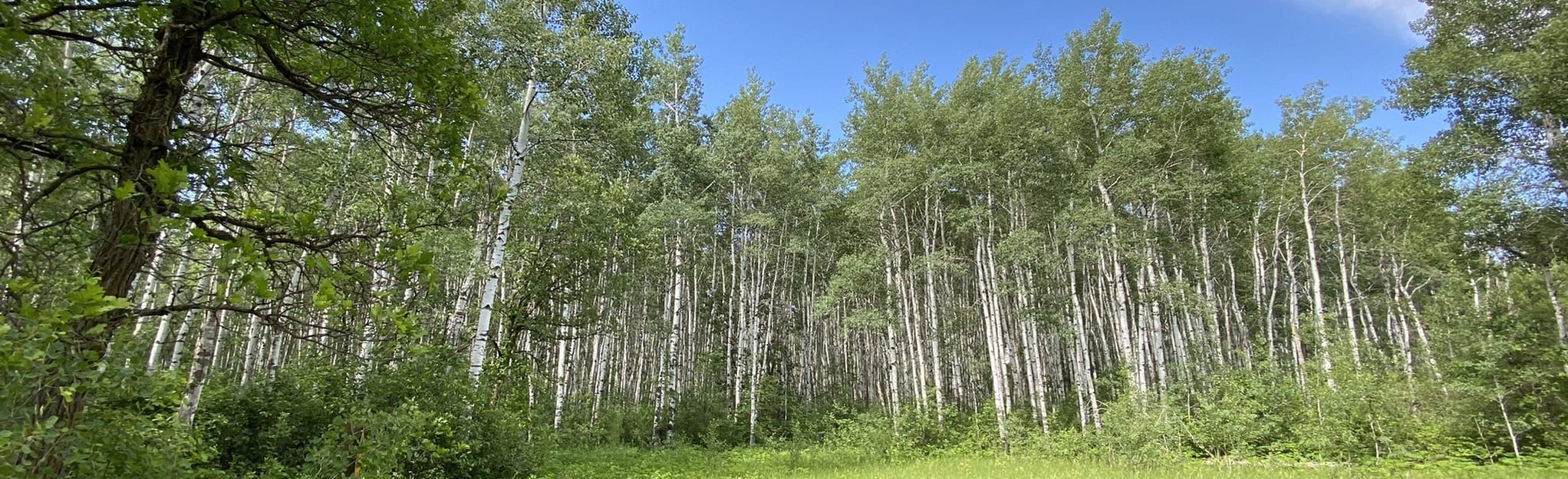 Tamarack Trail 30 Reviews, Map Manitoba, Canada AllTrails