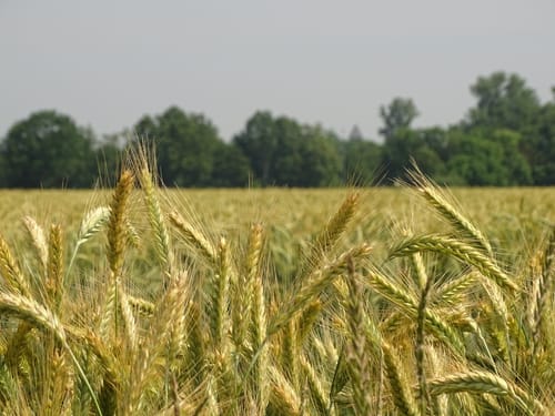Rosellerheide - Hoisten - Allerheiligen