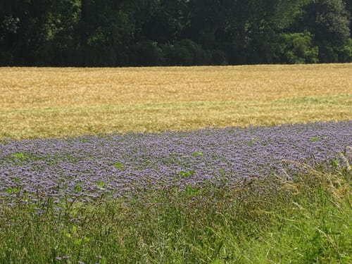 Rosellerheide - Hoisten - Allerheiligen