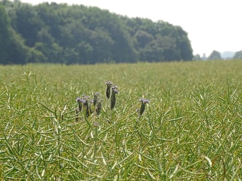 Rosellerheide - Hoisten - Allerheiligen