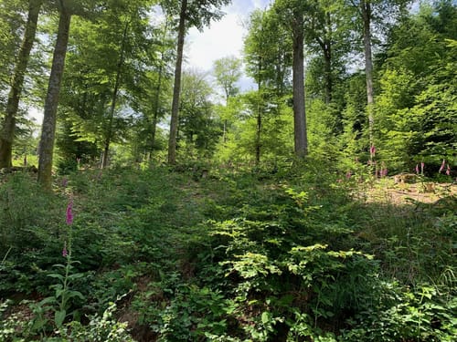 Rundwanderweg Forsthaus Annweiler 5