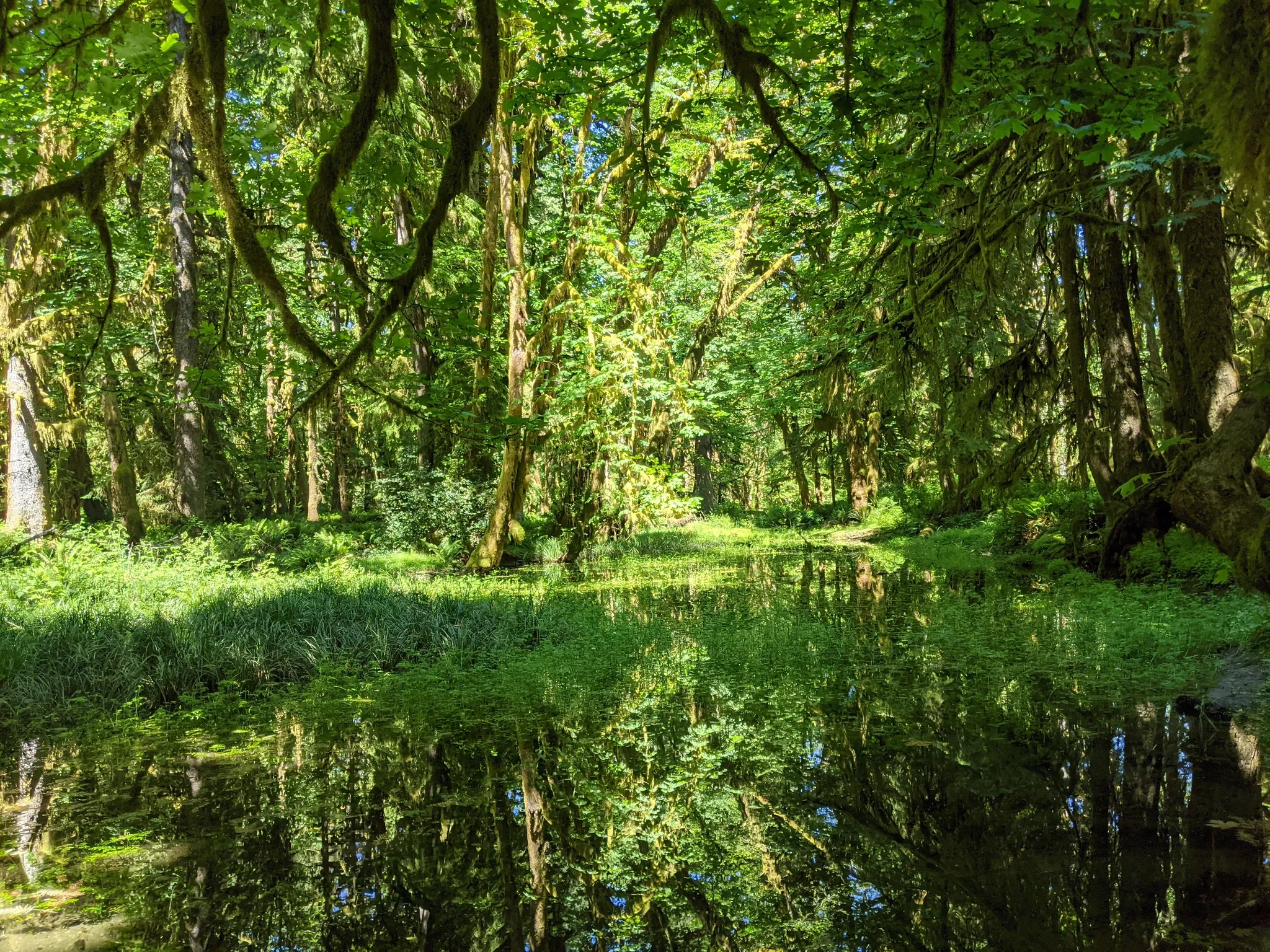 Photo of a trail from Priyanka Pandit with title Maple Glade Nature Trail