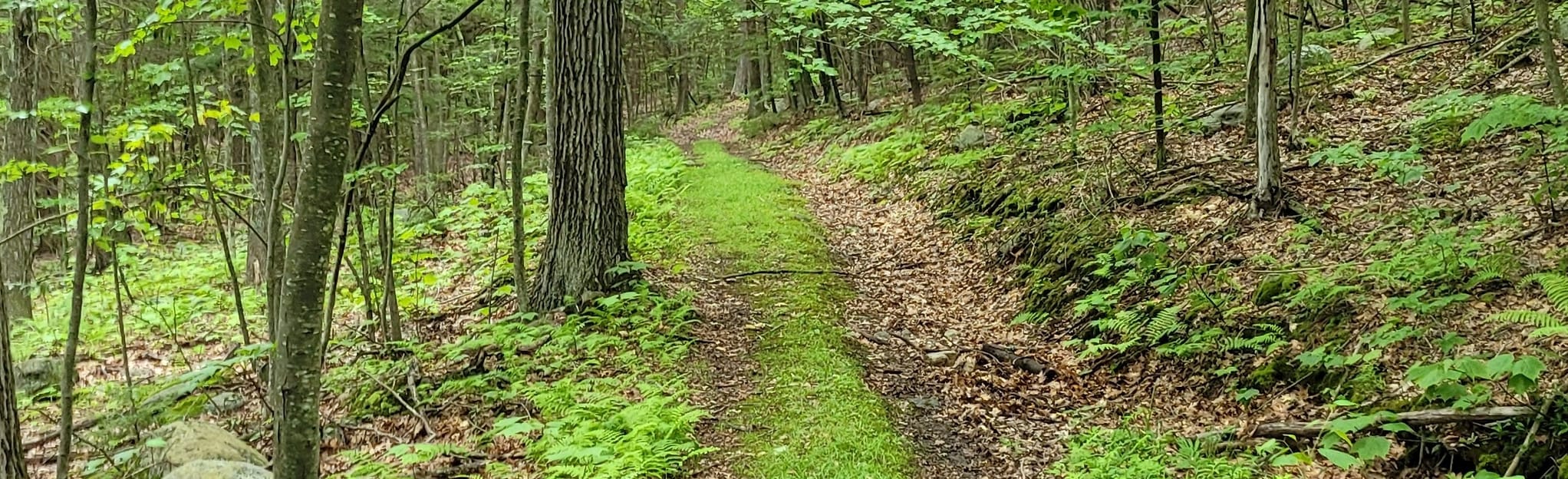 Erving Forest Trail 54 Fotos Massachusetts AllTrails