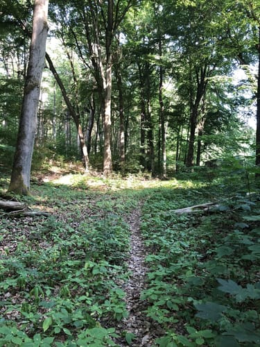 Waldwanderung bei Gartenstadt