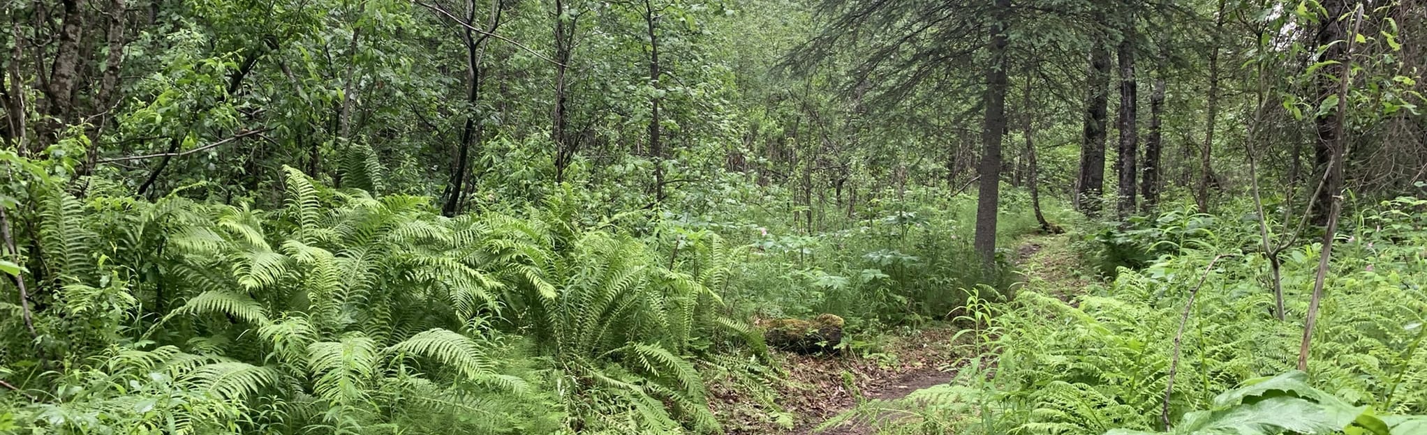 Lower Troublesome Creek Campground Trail 8 fotos Alasca AllTrails