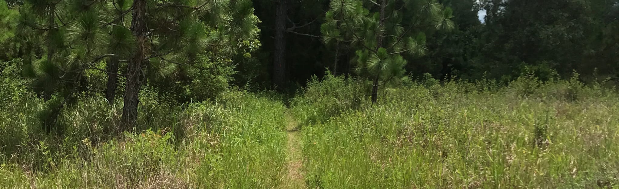 Florida Trail Nokuse and Pine Log to Eglin 63 Reviews, Map Florida