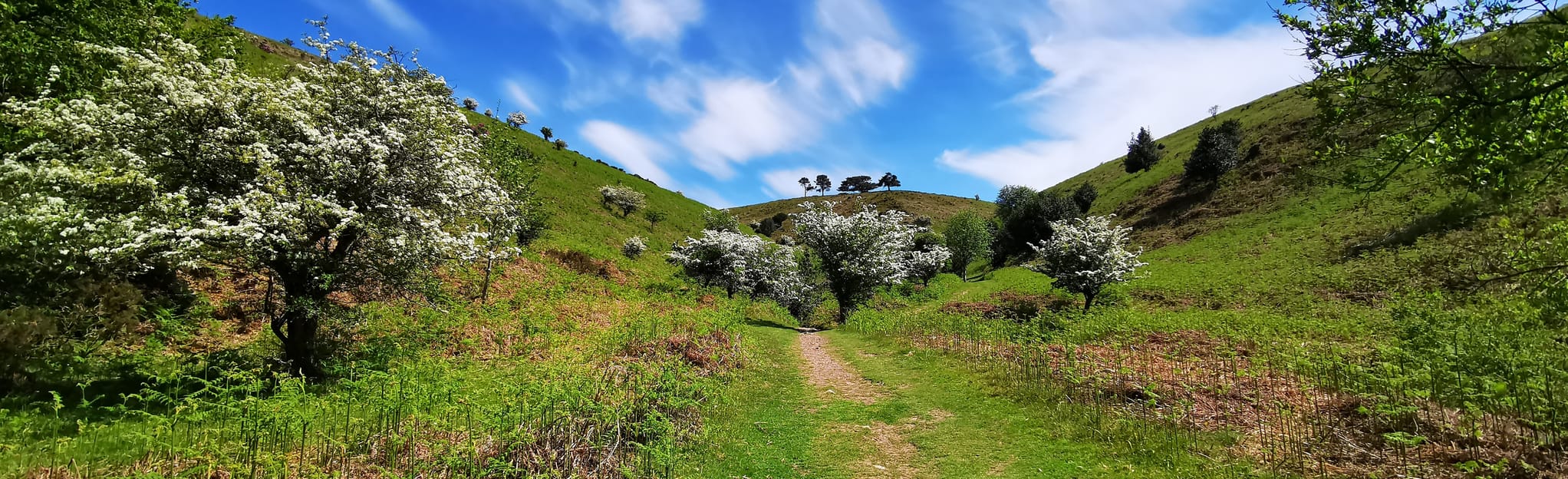 Quantocks Killer Circular, Somerset, England - 40 Reviews, Map | AllTrails