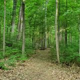 Tenhave Woods Nature Trail, Michigan - 107 Reviews, Map | AllTrails