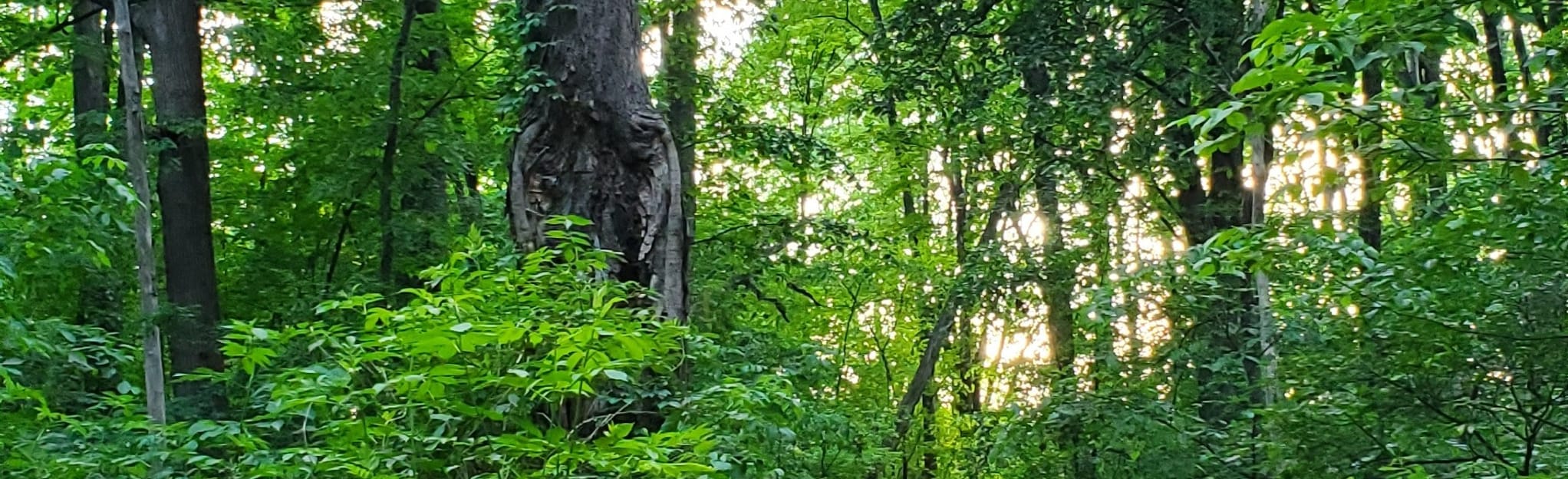 Tenhave Woods Nature Trail Michigan AllTrails