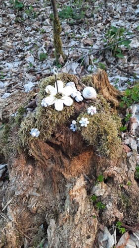 Reichenbach P10 (Premiumwanderweg)