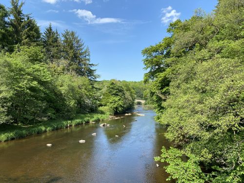 2023 Best 10 Wild Flowers Trails In Clyde Valley Woodlands National