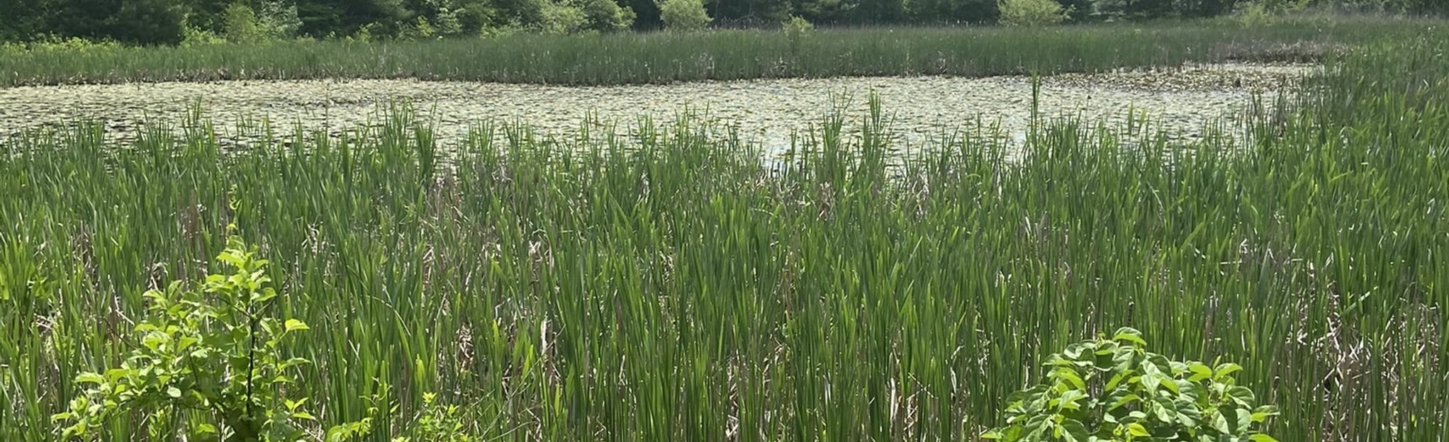 East Street Bogs Loop Trail, Massachusetts 252 Reviews, Map AllTrails