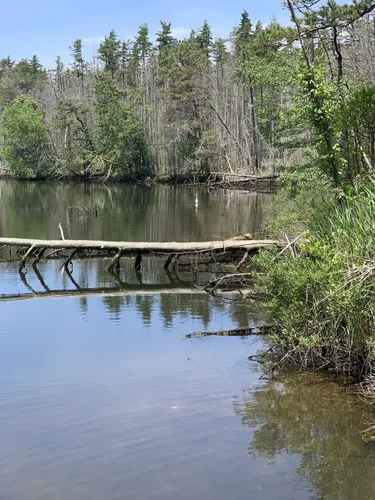 Best Hikes and Trails in Forked River | AllTrails