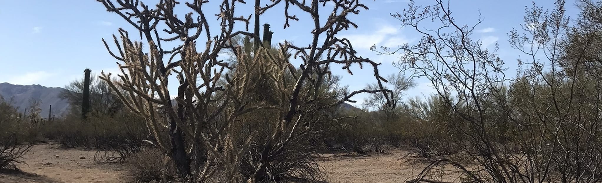 Desert Winds Trail via Sanders Rd, Arizona 81 Reviews, Map AllTrails