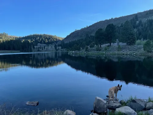 Best Wild Flowers Trails in Modoc National Forest | AllTrails