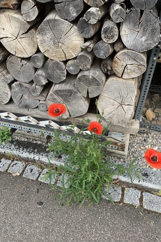 Vom Rauhen Kapf über Holzgerlingen