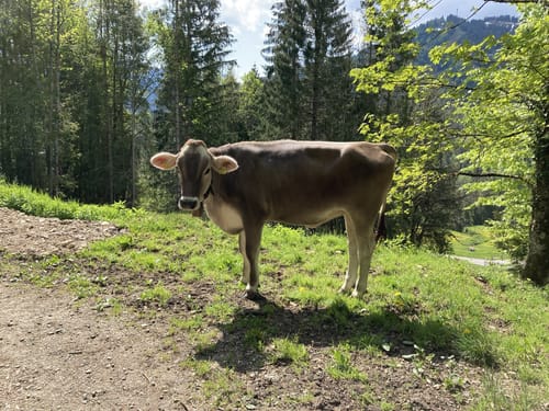 Balderschwanger Zeitweg
