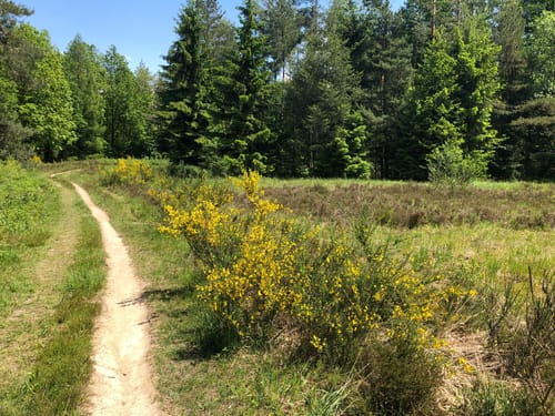 Ab Oberstenfeld durch den Schwäbischen Wald