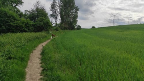 Kupferdreher Priembergweg