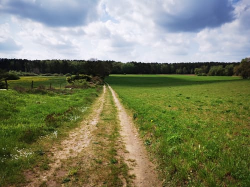 Durch den Nationalpark Müritz nach Neustrelitz
