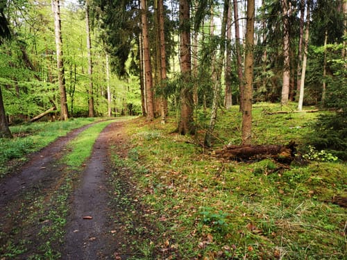 Durch den Nationalpark Müritz nach Neustrelitz