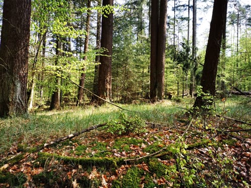 Durch den Nationalpark Müritz nach Neustrelitz