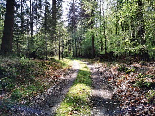 Durch den Nationalpark Müritz nach Neustrelitz