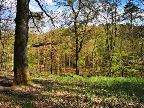 Runde bei Falkenberg