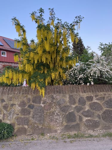 Usedom: Mahlzow - Krummin - Neeberg