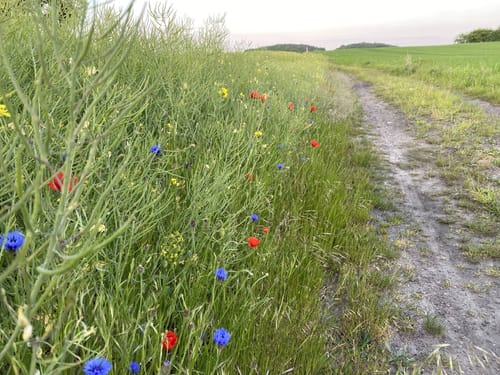 Usedom: Mahlzow - Krummin - Neeberg