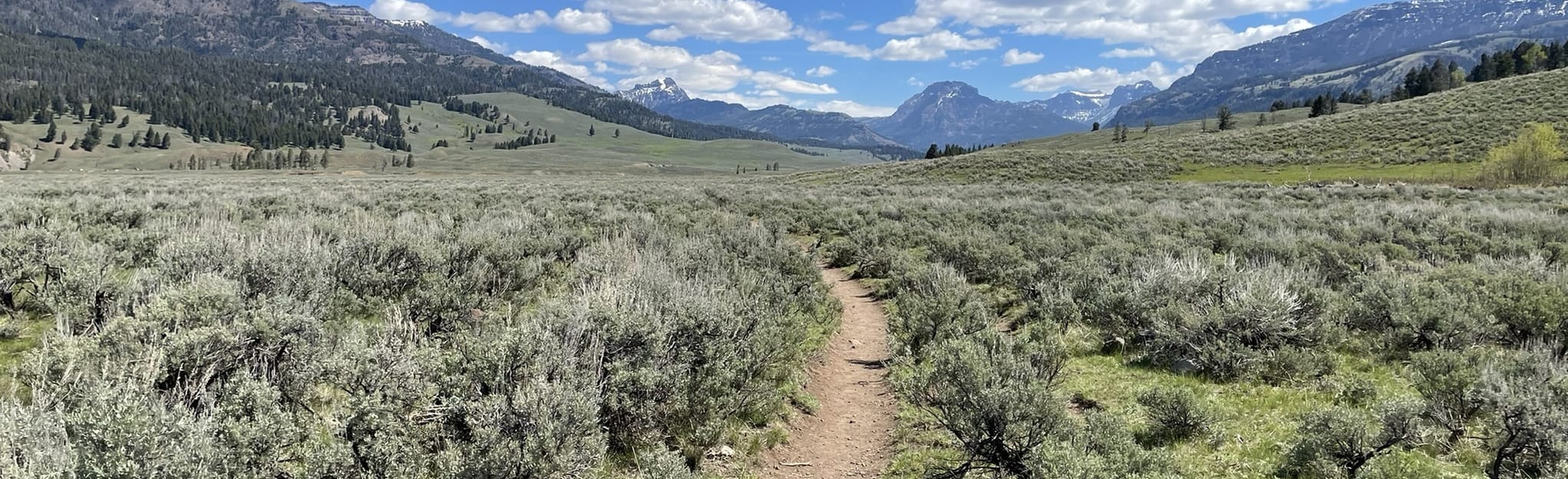 Specimen Ridge Trail, Montana 61 Reviews, Map AllTrails