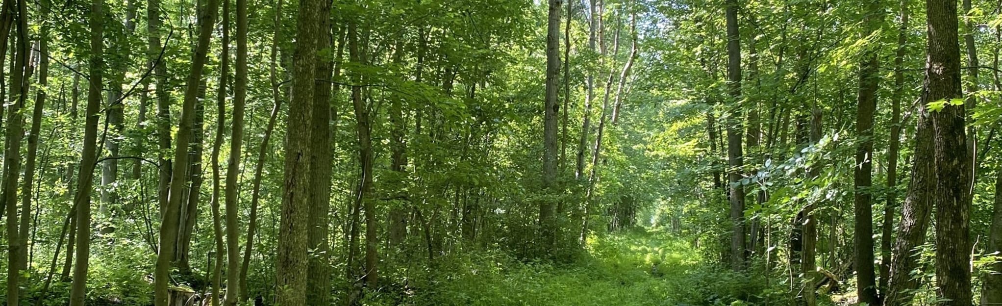 Gads Hill Swamp Trail 2 Reviews, Map Ontario, Canada AllTrails