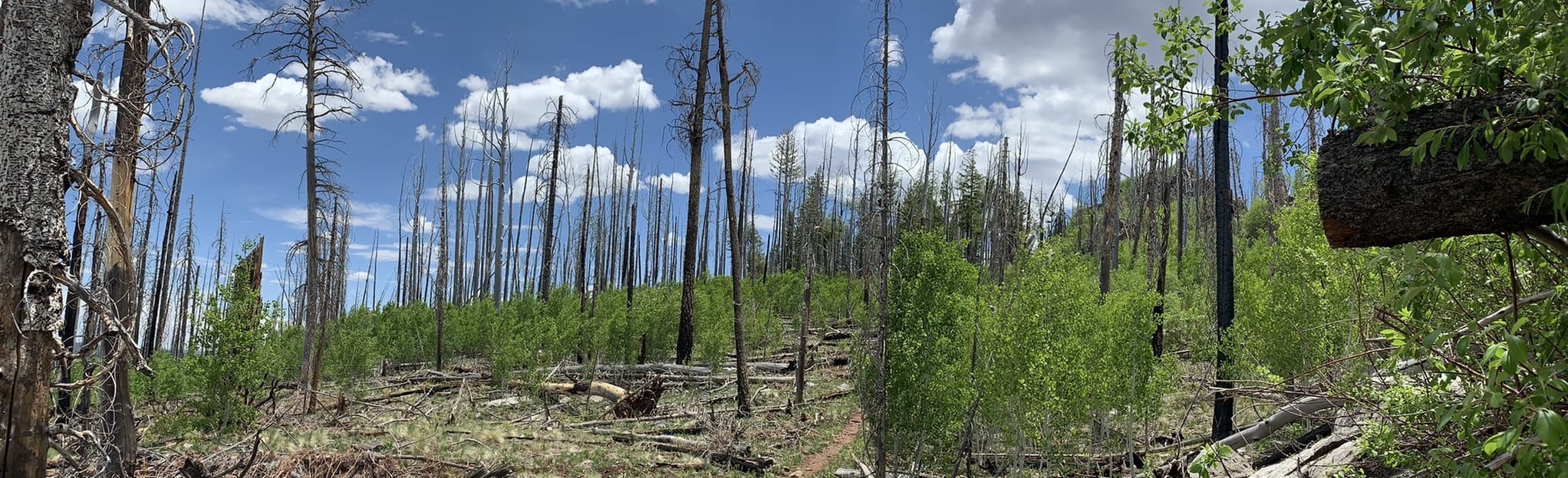 Big Lake Knoll and Indian Spring Loop 17 Reviews, Map Arizona