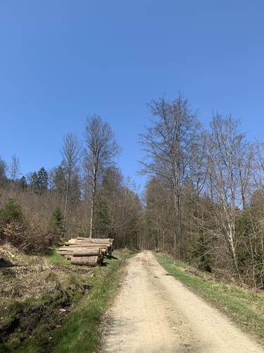 Schiederhof: Talweg (Rundwanderweg 8)