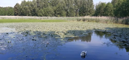 Olganitz durch die Dahlener Heide nach Belgern
