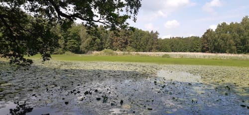 Olganitz durch die Dahlener Heide nach Belgern
