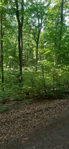 Durch die Dahlener Heide ab Lausa