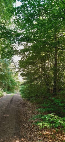 Durch die Dahlener Heide ab Lausa